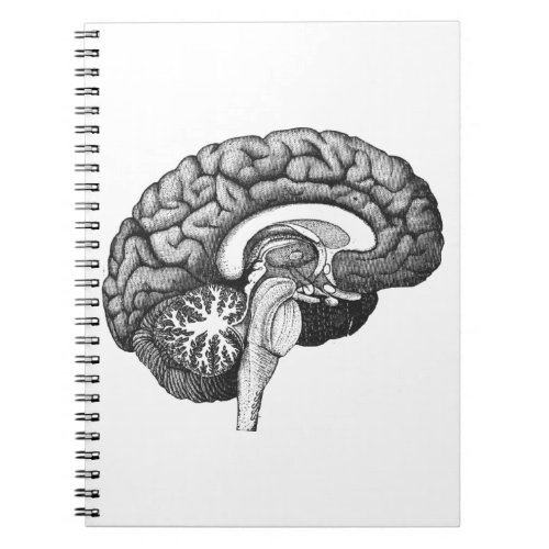 Vintage medical anatomy illustration human brain notebook
