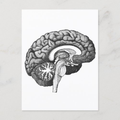 Vintage medical anatomy illustration human brain  postcard
