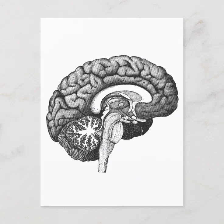 Vintage medical anatomy illustration human brain postcard | Zazzle