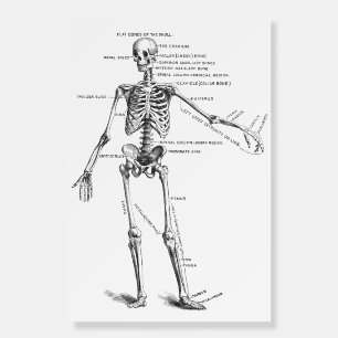 Vintage medical anatomy skeleton doctor diagram foam board