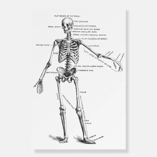 Vintage medical anatomy skeleton doctor diagram foam board | Zazzle