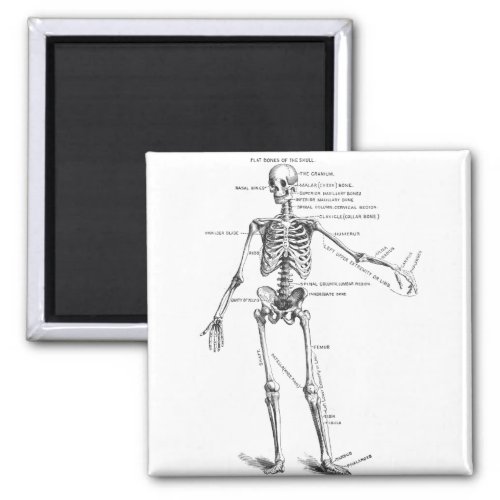 Vintage medical anatomy skeleton doctor diagram magnet