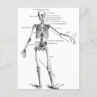 Vintage medical anatomy skeleton doctor diagram postcard