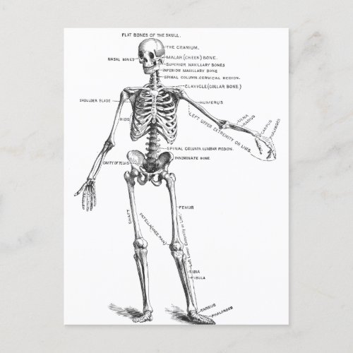 Vintage medical anatomy skeleton doctor diagram postcard