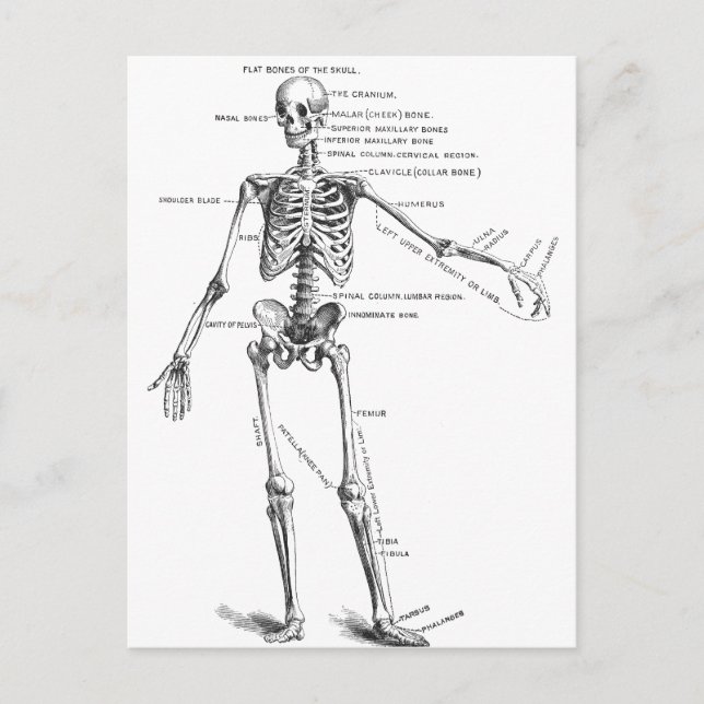Vintage medical anatomy skeleton doctor diagram postcard (Front)
