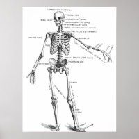 Vintage medical anatomy skeleton doctor diagram