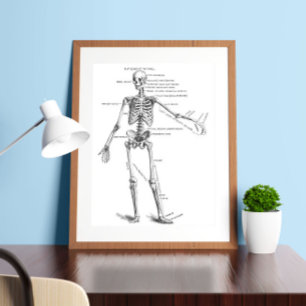 Vintage medical anatomy skeleton doctor diagram poster