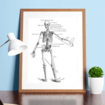 Vintage medical anatomy skeleton doctor diagram