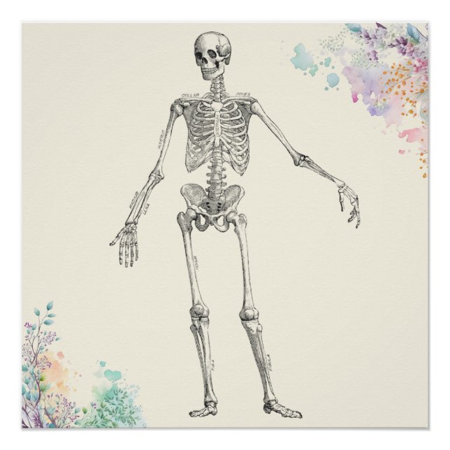 Vintage medical anatomy skeleton flower diagram poster (Front)