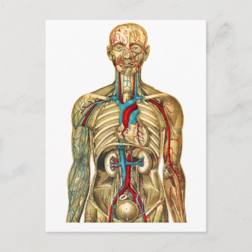 Vintage Medical Chart Circulatory System Postcard