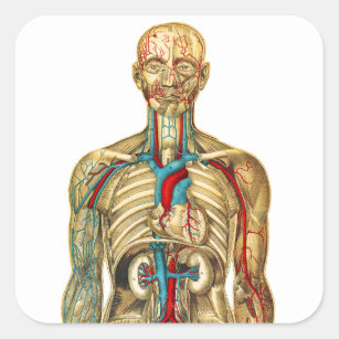 Vintage Medical Chart Circulatory System Square Sticker