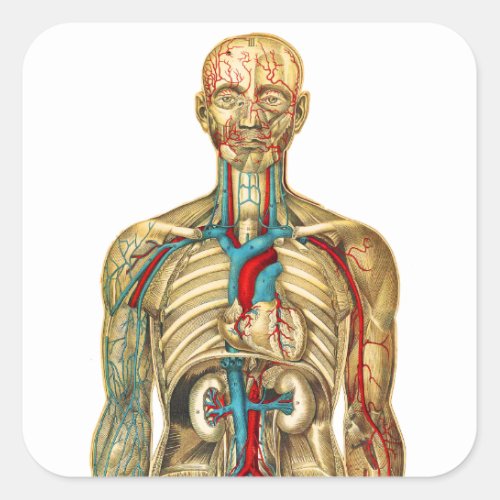 Vintage Medical Chart Circulatory System Square Sticker