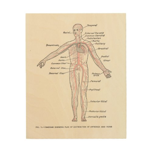 Vintage Medical Diagram Arteries and Veins Wood Wall Art