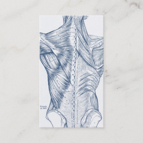 Vintage Medical Drawing Back Muscles Blue 1890 Business Card