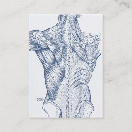 Vintage Medical Drawing Back Muscles Blue (1890) Business Card