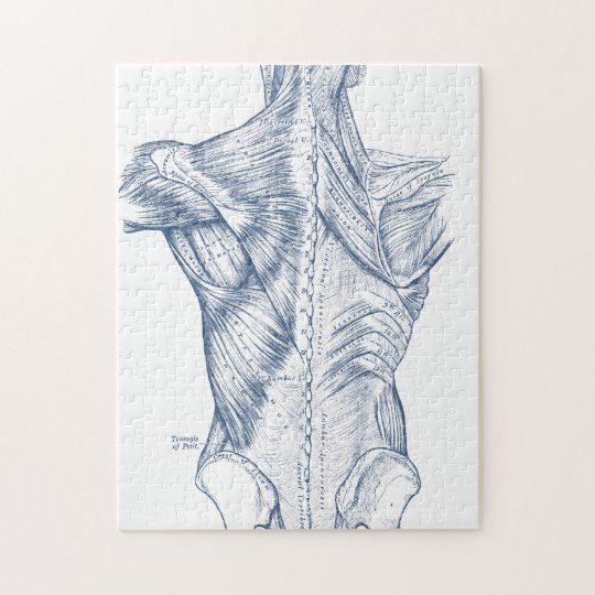 Vintage Medical Drawing Back Muscles Blue 1890 Jigsaw Puzzle Zazzle Com