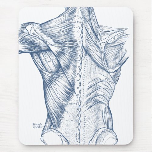 Vintage Medical Drawing Back Muscles Blue 1890 Mouse Pad