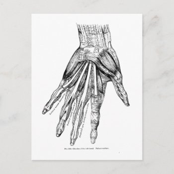 Vintage Medical Drawing Muscles Of The Hand Postcard by vintage_anatomy at Zazzle