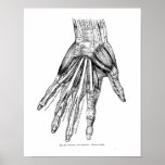 Vintage Medical Drawing Muscles Of The Hand Poster at Zazzle