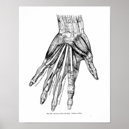 Vintage Medical Drawing Muscles Of The Hand Poster