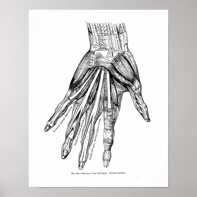 Vintage Medical Drawing Muscles of the Hand Poster (Front)