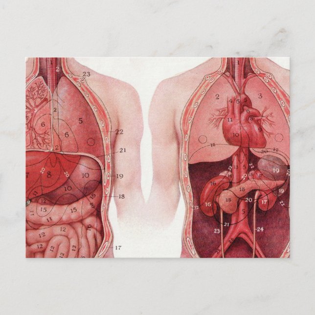 Vintage Medical Illustration, Anatomy Postcard (Front)