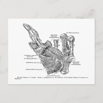 Vintage Medical Illustration Human Thumb Muscles Postcard by vintage_anatomy at Zazzle