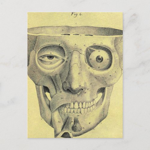 Vintage Medical Illustration Medieval Skull Postcard