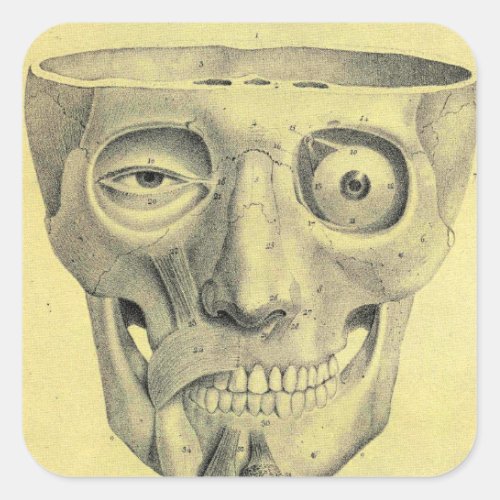 Vintage Medical Illustration Medieval Skull Square Sticker
