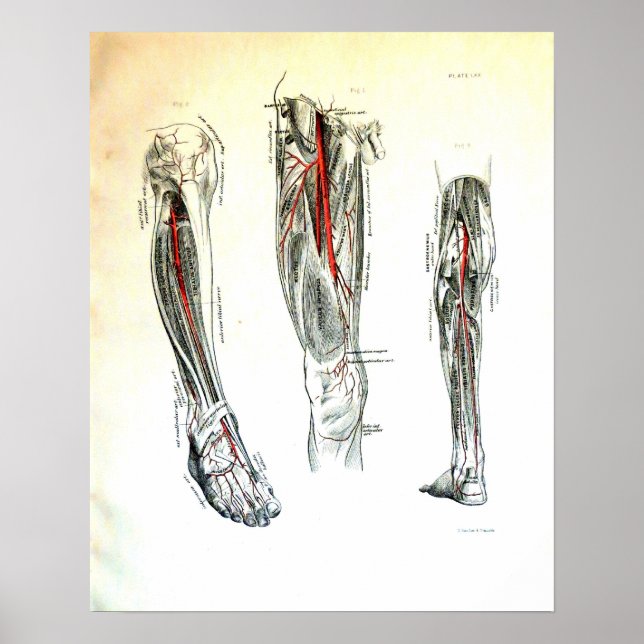 Vintage medical illustration of the leg poster (Front)
