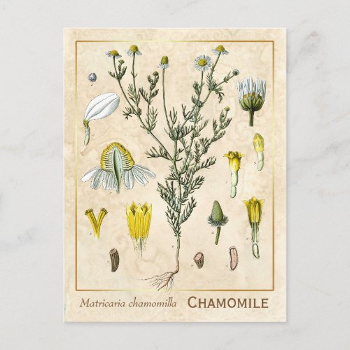 Vintage Medicinal Herb Chamomile Flower Botanical Postcard