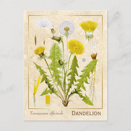 Vintage Medicinal Herb Dandelion Flower Botanical Postcard