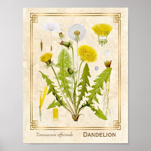 Vintage Medicinal Herb Dandelion Flower Botanical Poster