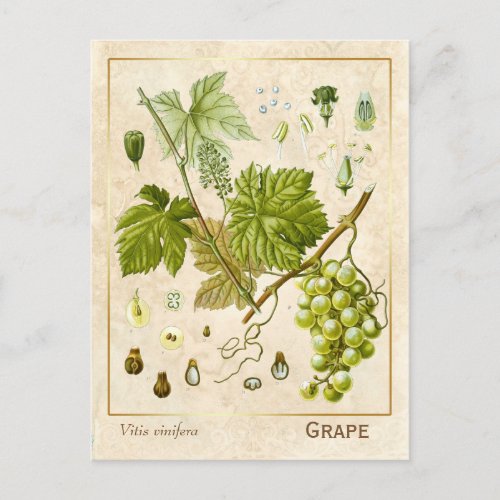 Vintage Medicinal Herb Grape Vine Botanical Postcard