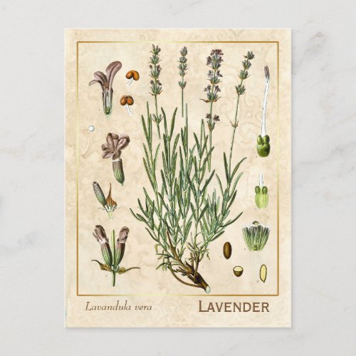 Vintage Medicinal Herb Lavender Flower Botanical Postcard