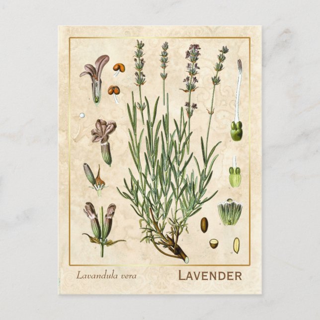Vintage Medicinal Herb Lavender Flower Botanical Postcard (Front)