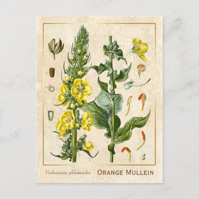 Vintage Medicinal Herb Orange Mullein Botanical Postcard (Front)