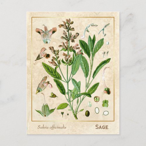 Vintage Medicinal Herb Plant Sage Botanical Postcard