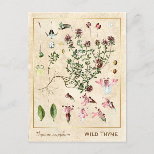 Vintage Medicinal Herb Wild Thyme Botanical Postcard