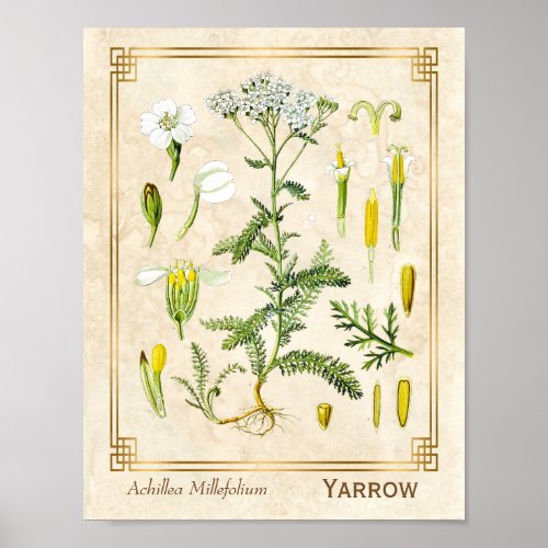 Vintage Medicinal Herb Yarrow Flower Botanical Poster