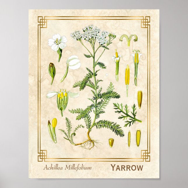 Vintage Medicinal Herb Yarrow Flower Botanical Poster (Front)