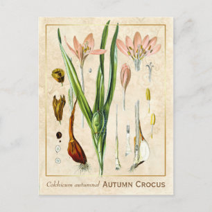 Vintage Medicinal Plant Autumn Crocus Botanical Postcard