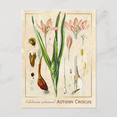 Vintage Medicinal Plant Autumn Crocus Botanical Postcard