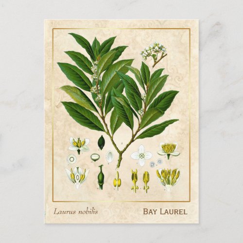 Vintage Medicinal Plant Bay Laurel Herb Botanical Postcard