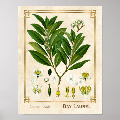 Vintage Medicinal Plant Bay Laurel Herb Botanical Poster