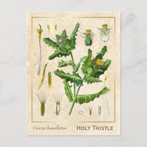 Vintage Medicinal Plant Blessed Thistle Botanical Postcard