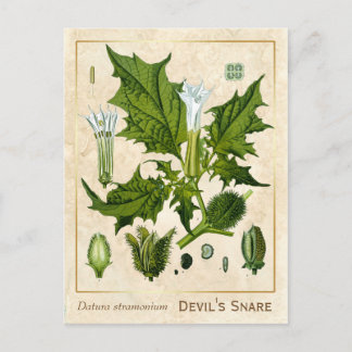 Vintage Medicinal Plant Devil's Snare Botanical Postcard