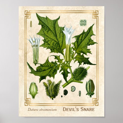 Vintage Medicinal Plant Devils Snare Botanical Poster