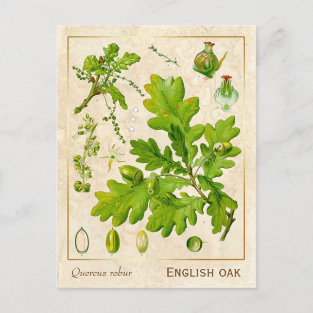 Vintage Medicinal Plant English Oak Botanical Postcard (Front)