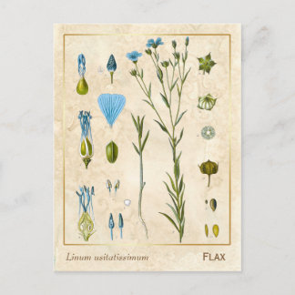 Vintage Medicinal Plant Flax Linseed Botanical Postcard